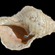A 17,000-year-old conch shell horn from the south of France.